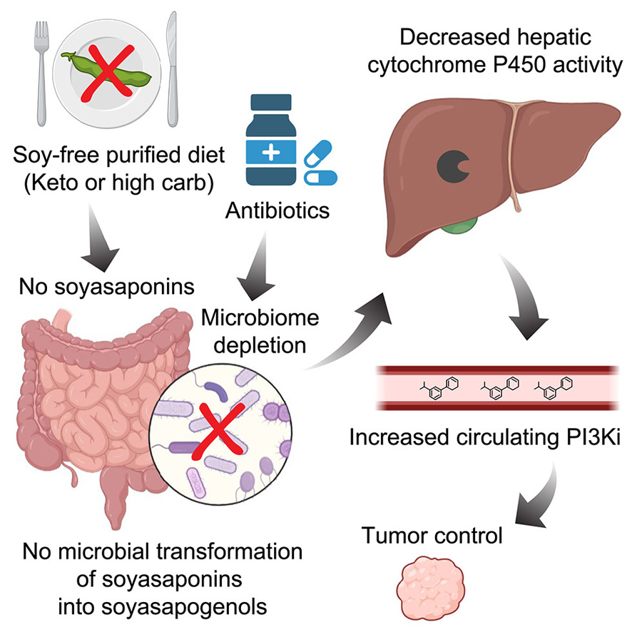  高碳水化合物、低植物化學物質(zhì)飲食與PI3K抑制協(xié)同治療小鼠癌癥，通過削減腸道微生物組的抗生素同樣具有此效果