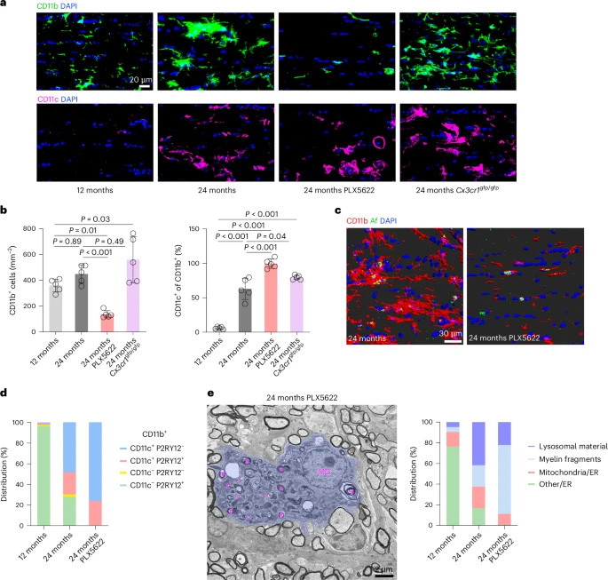  小膠質(zhì)細胞對PLX5622處理或衰老視神經(jīng)中CX3CR1缺失的應答