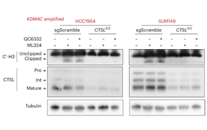 KDM4C抑制通過促進組織蛋白酶L介導(dǎo)的組蛋白H3剪切抑制基底型乳腺癌腫瘤生長