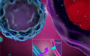 雙靶點(diǎn)CAR-T細(xì)胞療法可減緩膠質(zhì)母細(xì)胞瘤生長