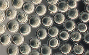 驅(qū)動(dòng)重組蛋白、疫苗與CGT生產(chǎn)的無(wú)血清/低血清培養(yǎng)基