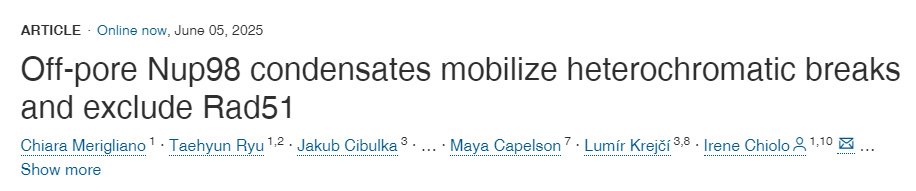 孔外定位的Nup98凝聚體動員異染色質(zhì)斷裂位點并排除Rad51蛋白