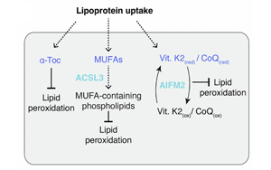 硫酸化糖胺聚糖介導(dǎo)的脂蛋白攝取：腫瘤抵抗鐵死亡的關(guān)鍵機(jī)制