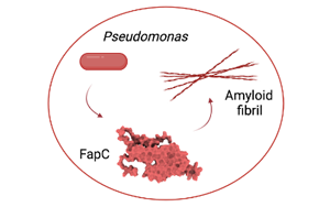 減緩阿爾茨海默病進(jìn)展，幽門桿菌有妙招