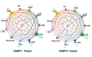 單細(xì)胞多組學(xué)揭示FABP1+ 腎細(xì)胞癌通過脂肪酸重編程激活PLG-PLAT軸驅(qū)動(dòng)腫瘤血管生成