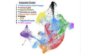 Nature子刊：ecDNA助力膠質(zhì)瘤細胞適應微環(huán)境