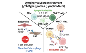 單細胞多組學解析大B細胞淋巴瘤微環(huán)境原型及其臨床關聯(lián)性