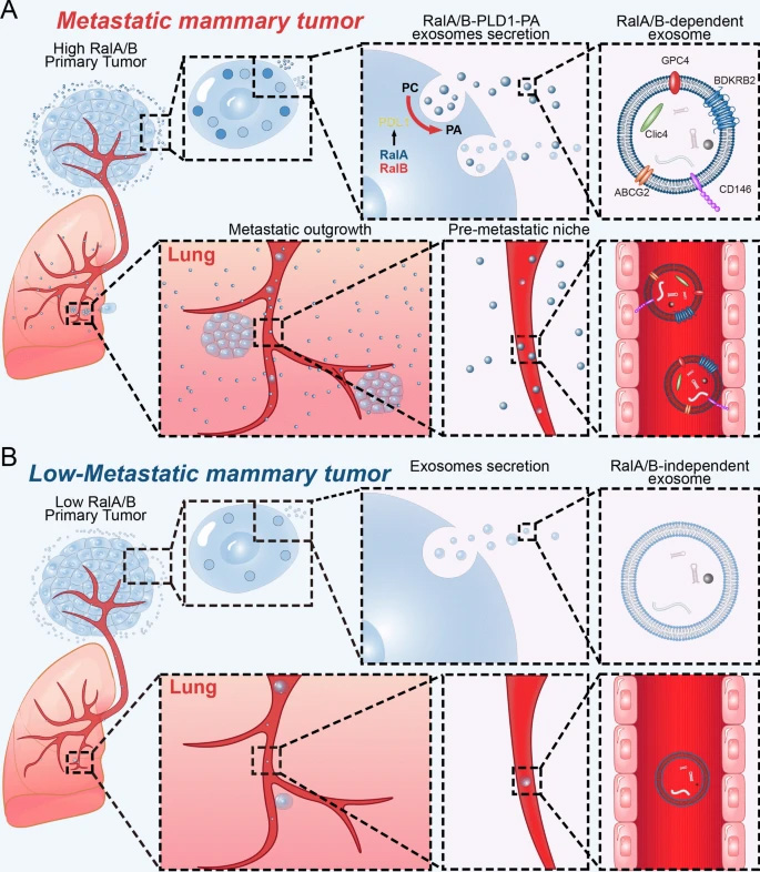  來自RalA或RalB缺陷細(xì)胞的外泌體具有較弱的器官靶向能力