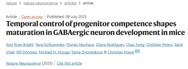時(shí)序調(diào)控祖細(xì)胞潛能決定小鼠GABA能神經(jīng)元發(fā)育的成熟過程
