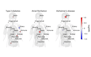 血漿蛋白質(zhì)組學(xué)揭示腦與免疫系統(tǒng)衰老與健康壽命及長壽的關(guān)聯(lián)機(jī)制