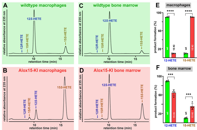 Leu353Phe突變使人源化小鼠Alox15從12-脂氧合酶轉(zhuǎn)變?yōu)?5-脂氧合酶