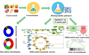 研究人員開發(fā)出將食物垃圾轉化為可生物降解塑料的方法