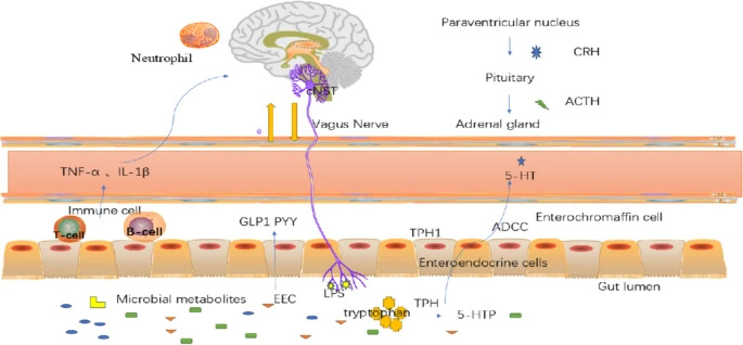 研究構(gòu)想：腸腦軸中雙向通訊的作用機(jī)制
