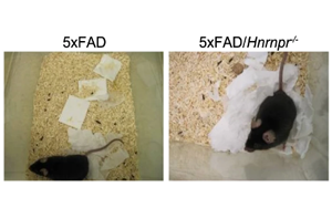 軸突tau蛋白選擇性減少改善阿爾茨海默病小鼠模型中的tau和淀粉樣蛋白病理