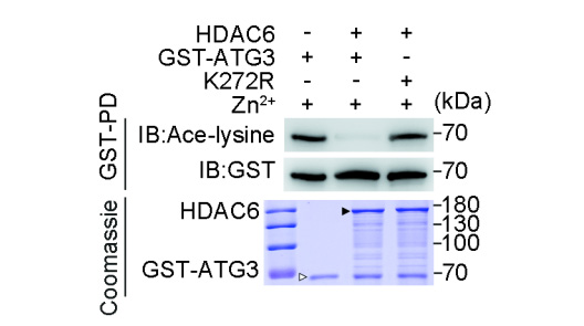 在缺乏持續(xù)抗原刺激的條件下，PD-1仍持續(xù)表達(dá)于小鼠和人類CD8+組織駐留記憶T細(xì)胞表面