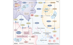 免疫細(xì)胞重編程中的代謝檢查點(diǎn)：通過免疫代謝重定向?qū)崿F(xiàn)癌癥治療