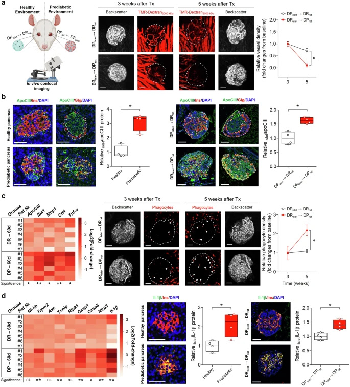 健康胰島移植至糖尿病前期環(huán)境及反向移植的效應