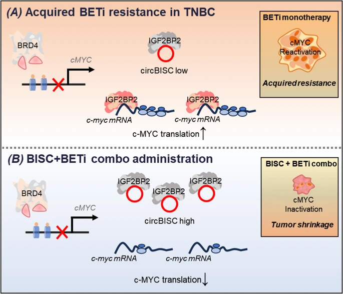三陰性乳腺癌中獲得性BETi耐藥性的分子機(jī)制