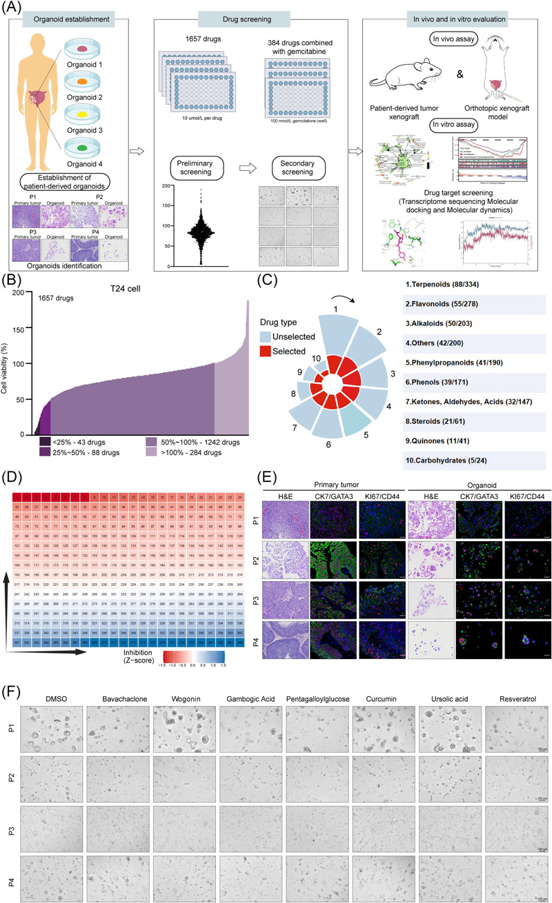 基于膀胱癌細(xì)胞和類器官的藥物篩選
