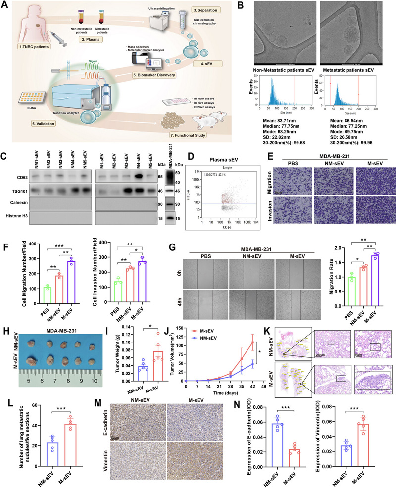 M-TNBC來源的sEV促進(jìn)了TNBC的遷移、侵襲和轉(zhuǎn)移
