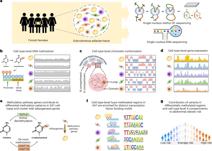 本研究采用 snm3C-seq 和 snRNA-seq 技術(shù)，在人類皮下脂肪組織（SAT）中對細胞類型水平的 DNA 甲基化、染色質(zhì)構(gòu)象及基因表達進行表征，并解析腹部肥胖的遺傳風險