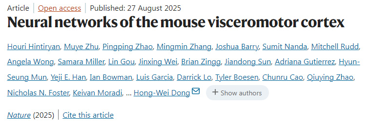 小鼠內(nèi)臟運動皮層的神經(jīng)網(wǎng)絡(luò)