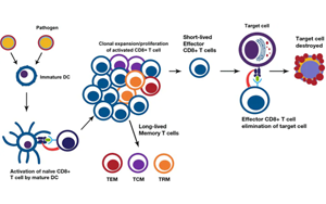 淺析幾種細(xì)胞治療的技術(shù)、工藝與原料