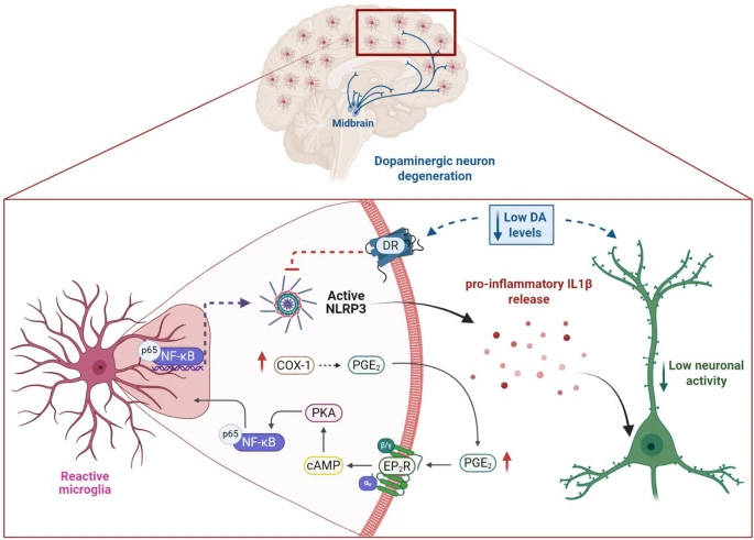 AD大腦中神經(jīng)炎癥信號傳導(dǎo)的示意圖