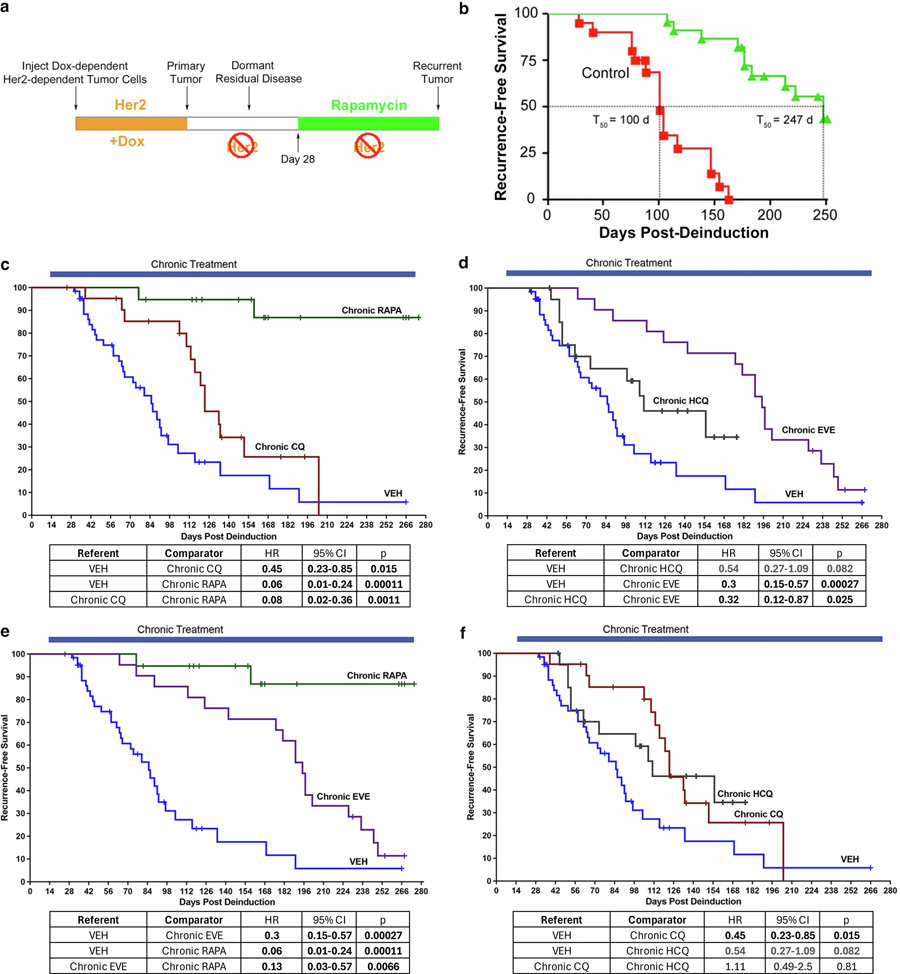 在小鼠CLEVER臨床前研究中，經(jīng)試驗藥物長期給藥后的無復發(fā)生存結(jié)局