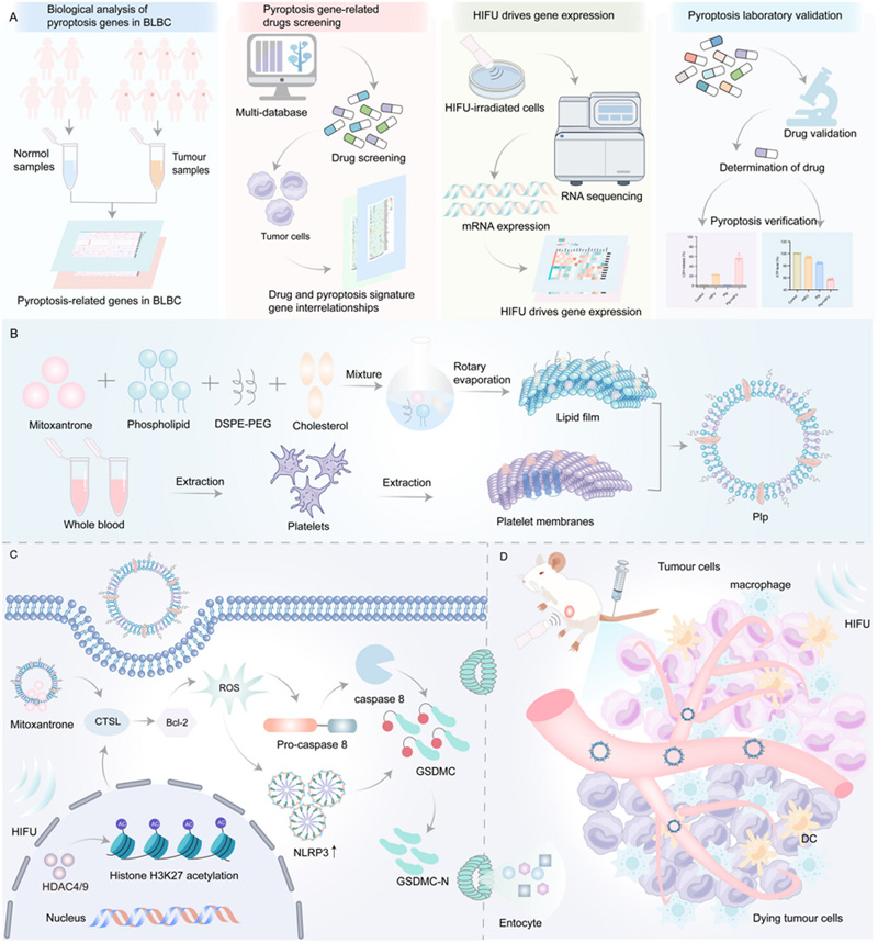 闡述了細(xì)胞焦亡誘導(dǎo)劑的篩選及其與HIFU聯(lián)合治療BLBC的作用機(jī)制研究