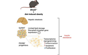 BMAL2調(diào)控肥胖期間脂肪組織炎癥與代謝適應(yīng)的機制研究