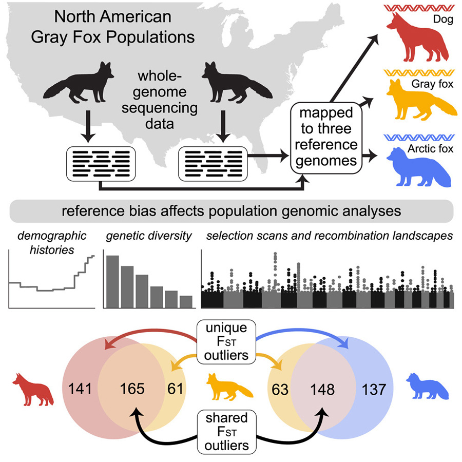 通過將灰狐的全基因組測序數(shù)據(jù)分別比對到同物種參考基因組