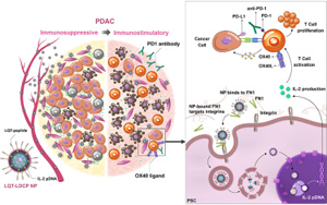 靶向胰腺癌基質(zhì)高效遞送IL-2免疫基因的協(xié)同治療新策略