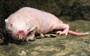 Science：cGAS的進化突變促進DNA修復