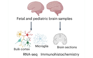 人小膠質細胞中MEF2C的轉錄與表觀遺傳調控機制及其在自閉癥風險和年齡相關疾病中的功能解析