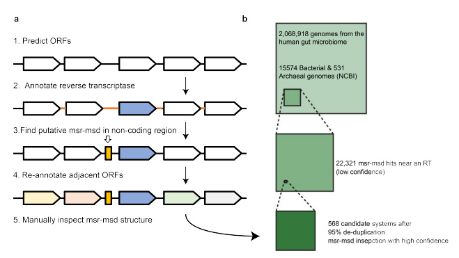 生物信息學(xué)逆轉(zhuǎn)錄子發(fā)現(xiàn)流程概述 生物信息學(xué)逆轉(zhuǎn)錄子發(fā)現(xiàn)流程概述