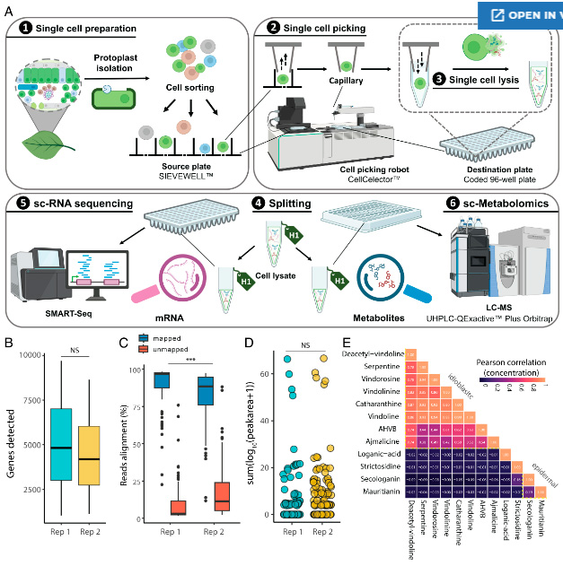 單個植物原生質體的多重分析 單個植物原生質體的多重分析