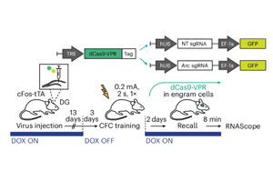 單基因座表觀遺傳編輯調(diào)控記憶表達：Arc啟動子的細胞特異性表觀遺傳編輯機制研究