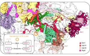 Nature：AI助力！首次捕捉到核糖體形成的全過程