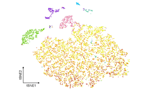 炎癥相關(guān)小膠質(zhì)細胞通過TNF信號軸破壞海馬膠質(zhì)網(wǎng)絡(luò)通訊驅(qū)動術(shù)后神經(jīng)認知障礙