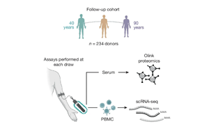 Nature：隨著年齡增長，免疫細胞如何發(fā)生變化？