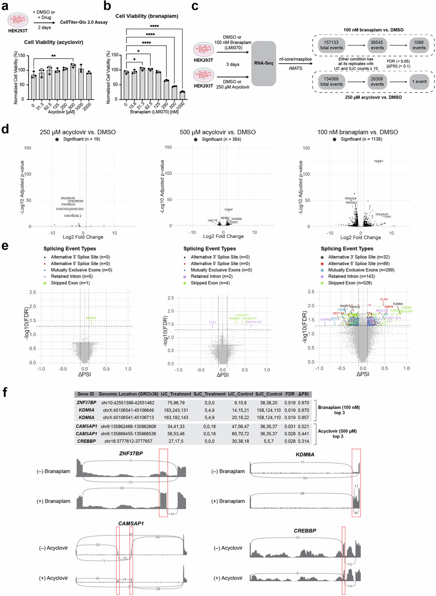 阿昔洛韋處理對(duì)細(xì)胞活力、基因表達(dá)及選擇性剪接的影響