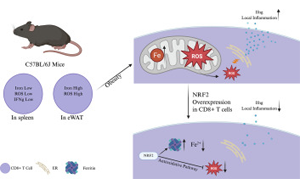 肥胖會(huì)改變脂肪組織中CD8+ T細(xì)胞的鐵代謝機(jī)制，從而加劇代謝性炎癥