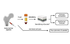 在白血病發(fā)生之前，慢性炎癥重塑了骨髓微環(huán)境