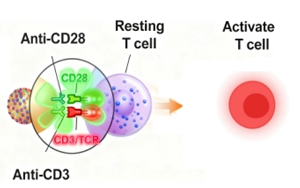免疫細胞激活產(chǎn)品全覽：T細胞、NK細胞與DC細胞