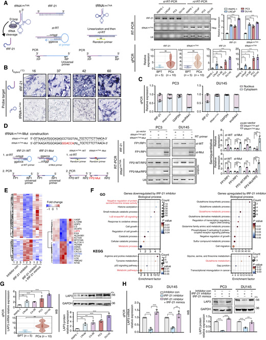 前列腺癌中tRNALeuTAA來源的小RNA tRF-21的鑒定、表征及其靶基因研究