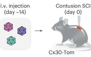 Nature子刊：脊髓損傷后神經(jīng)系統(tǒng)如何啟動(dòng)修復(fù)機(jī)制？