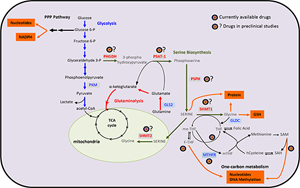 糖酵解來源的絲氨酸代謝受損是衰老相關(guān)足細(xì)胞損傷的關(guān)鍵驅(qū)動(dòng)因素