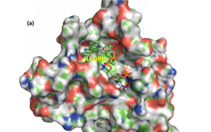 一文讀懂分選酶從科研工具到產(chǎn)業(yè)應用