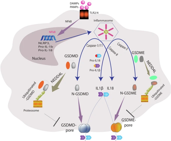 NEDD4L通過泛素化GSDMD與GSDME調(diào)控細(xì)胞焦亡